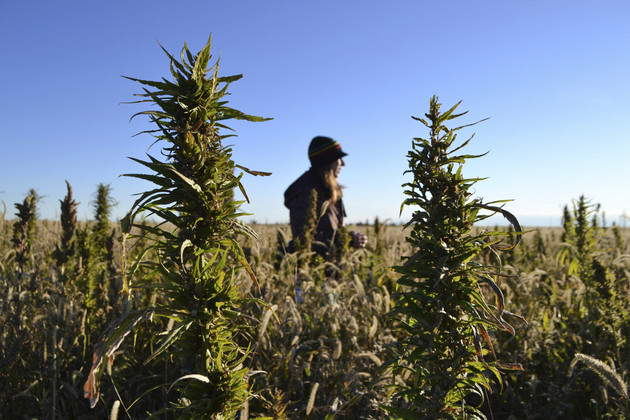 a woman stands in a hemp field at a farm in Springfield, Colo.