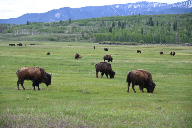 American bison graze at Grand Teton National Park, Wyoming, on June 12, 2019. (Photo by Daniel SLIM / AFP) (Photo credit should read DANIEL SLIM/AFP via Getty Images)